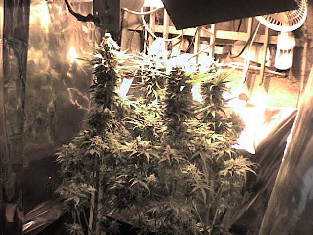 Marihuana Interior Parametros Cultivo Basicos