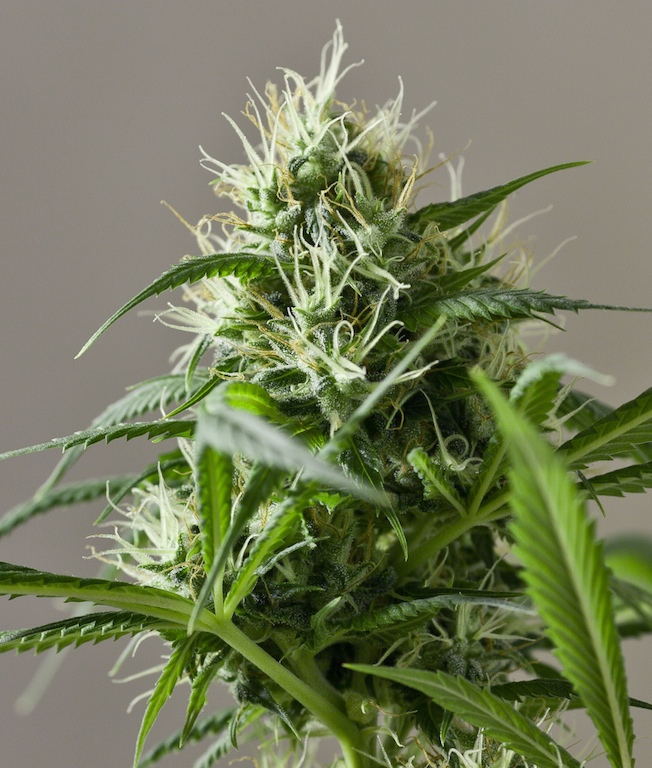 Marihuana Interior Parametros Cultivo Basicos