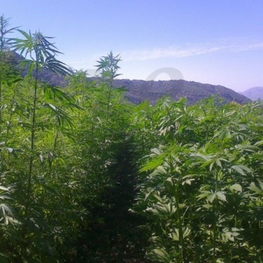 Plante de cannabis Santhica 27