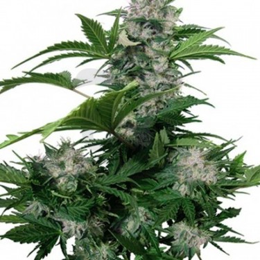 Plante de marijuana White Dwarf Auto