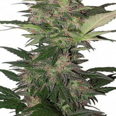 Red Dwarf Regular planta de marihuana