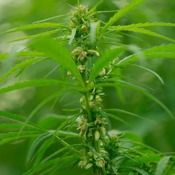 View Santhica 70 planta de cáñamo