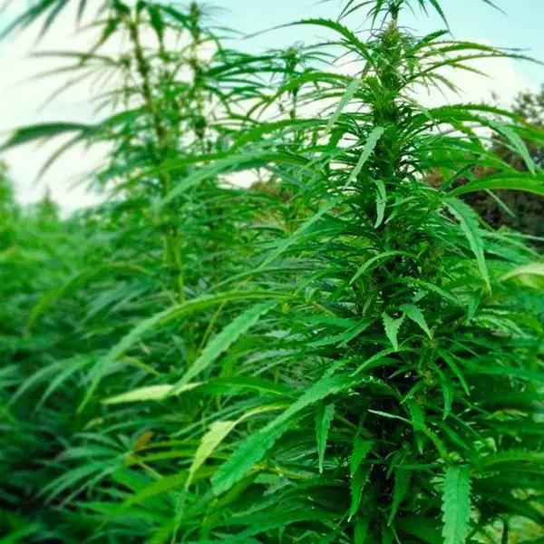 View Felina 32 planta de cáñamo