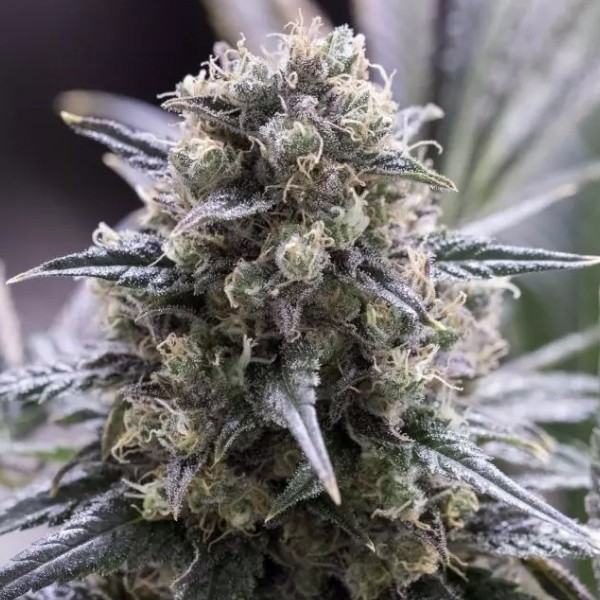 Quick Dinamed CBD cannabis plant