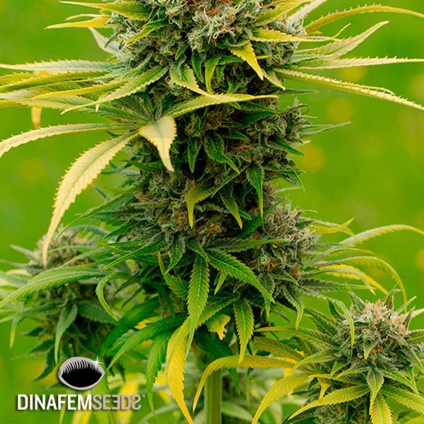 Dinamed CBD Plus cannabis plant