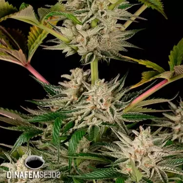 Ocean Growing Cookies planta de maconha
