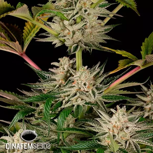 Ocean Growing Cookies planta de maconha