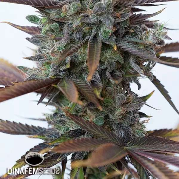 View Purple Orange CBD planta de marihuana