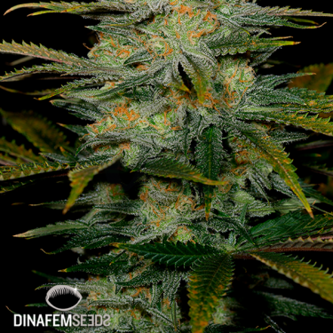 Amnesia CBD planta de marihuana