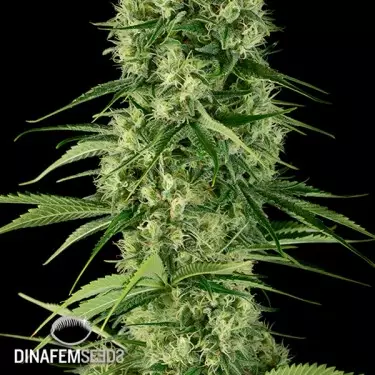 Santa Sativa cannabis plant