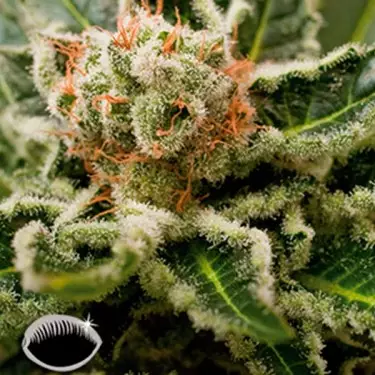 Shark Attack cannabis plant