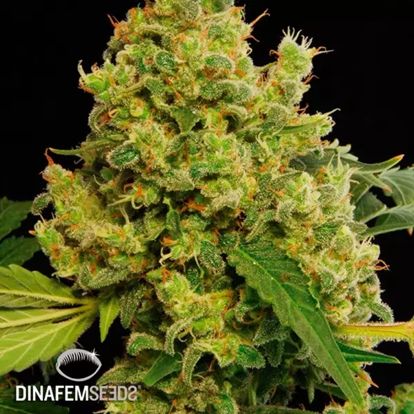 View Blue Hash cannabis plant