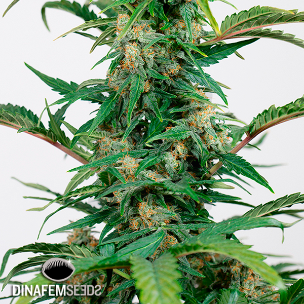Dinamed Autoflowering CBD cannabis plant