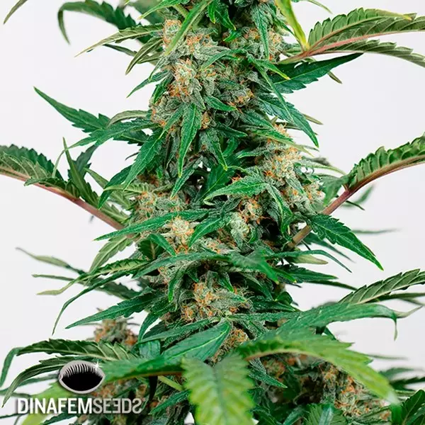 View Dinamed Autoflowering CBD planta de marihuana