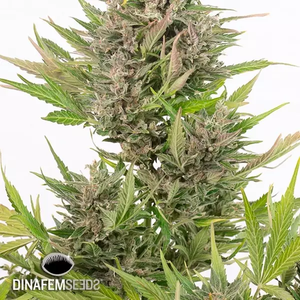 View Critical + Autoflowering CBD planta de marihuana