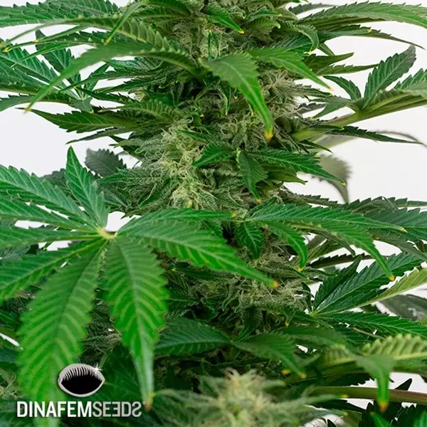 View Haze Autoflowering CBD planta de marihuana