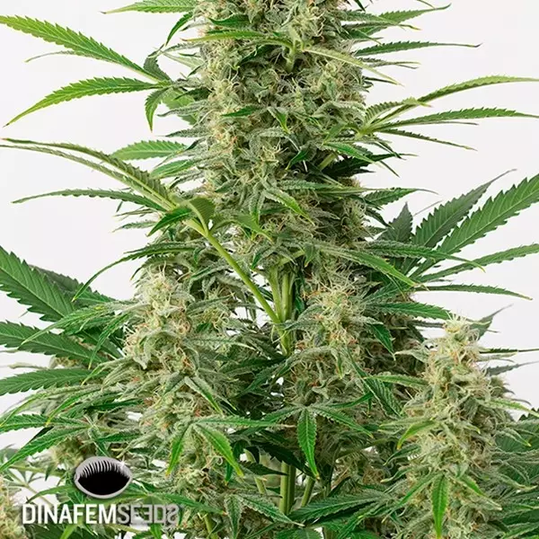 View Sour Diesel Autoflowering planta de maconha