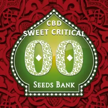 Sweet Critical CBD planta de marihuana