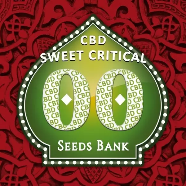 View Sweet Critical CBD planta de marihuana