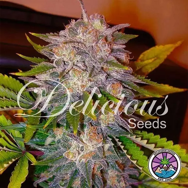 View Caramelo planta de marihuana