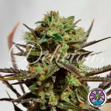 Delicious planta de maconha doce