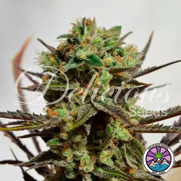 View Delicious Candy cannabis plant