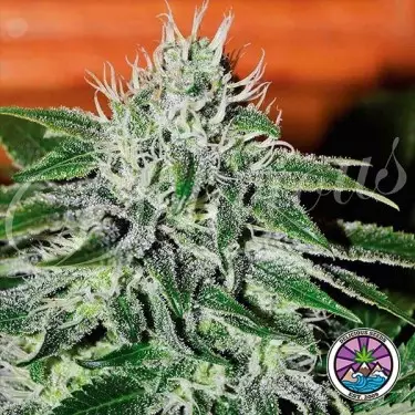 Critical Jack Herer planta de marihuana