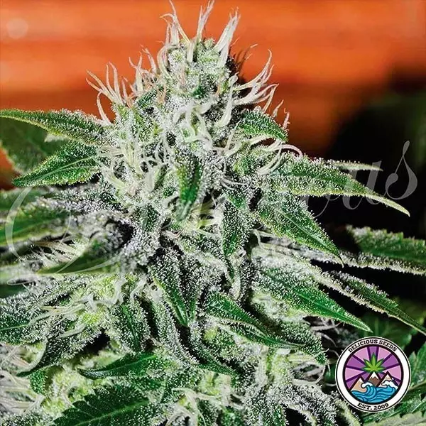 View Critical Jack Herer planta de marihuana