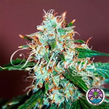 Critical Neville Haze cannabis plant