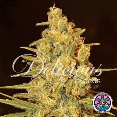 Critical Sensi Star cannabis plant