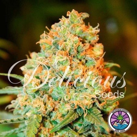 Critical Super Silver Haze