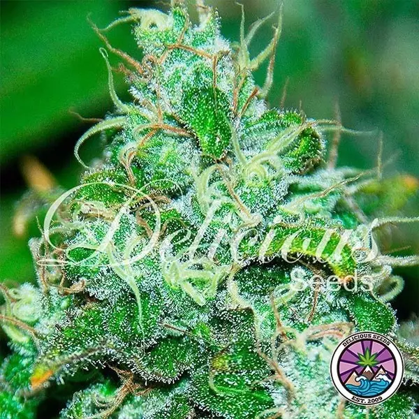 View Fruity Chronic Juice planta de marihuana