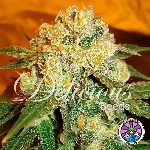 View Marmalate cannabis plant