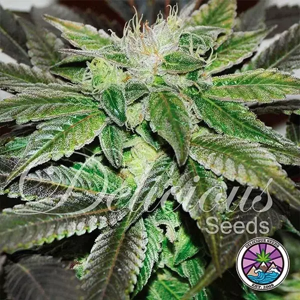 View Açúcar planta de maconha doce