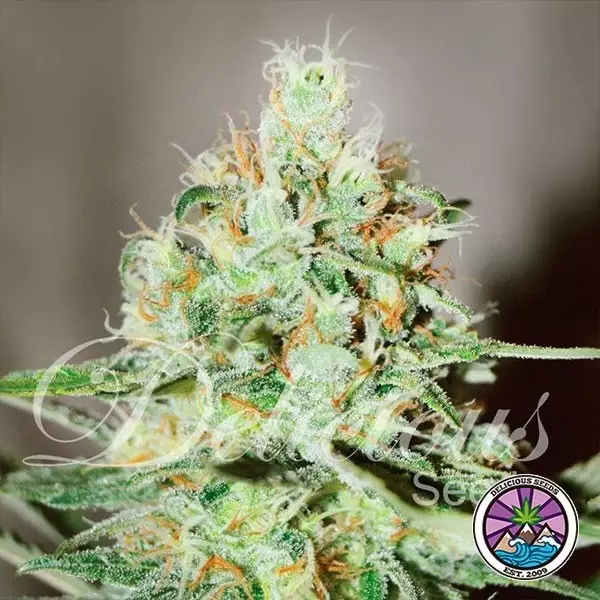 View Jägg Kush Cannabis Plant