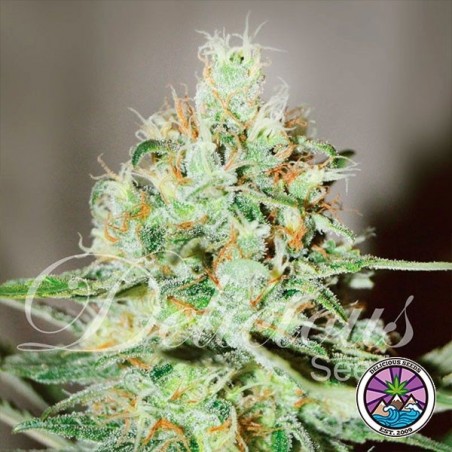 Jägg Kush
