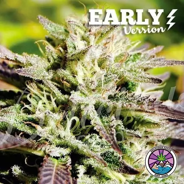 View Candy Early Versão planta de maconha