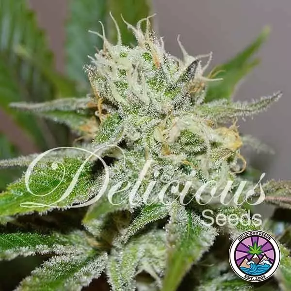 View Original Juan Herer planta de marihuana