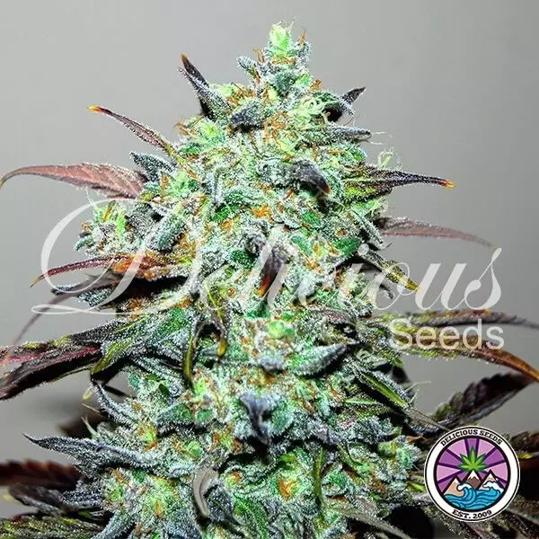 View Eleven Roses planta de marihuana