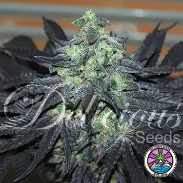 Golosa Marijuana Plant