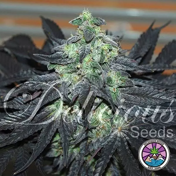 View Golosa Delicious Seeds