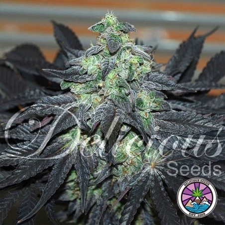 Golosa Delicious Seeds
