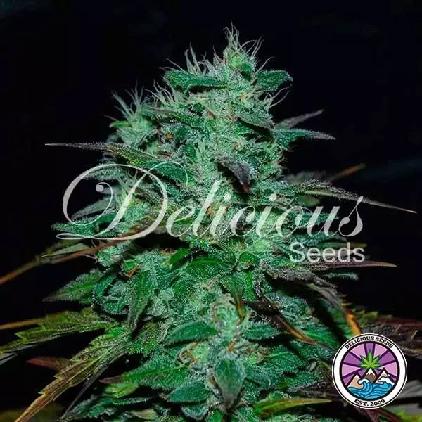 View Chocobang planta de marihuana