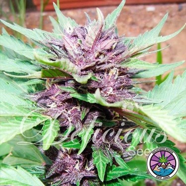 Auto Dark Purple Cannabis Plant