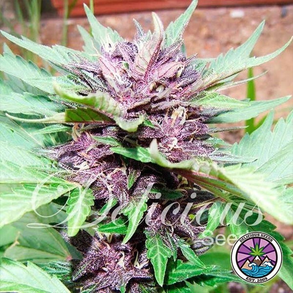 Auto Dark Purple planta de marihuana