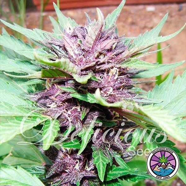 View Auto Dark Purple planta de marihuana