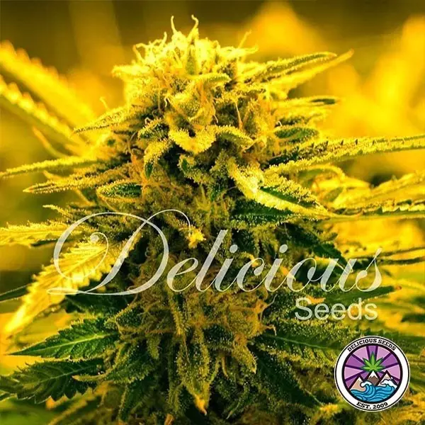 View Sugar Black Rose Auto cannabis plant