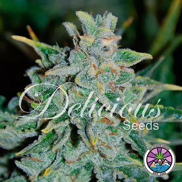 View Northern Light Blue Auto cannabis plant