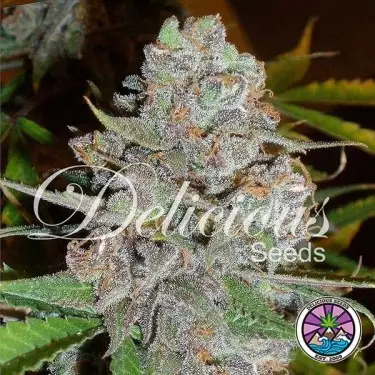 La Diva Auto cannabis plant