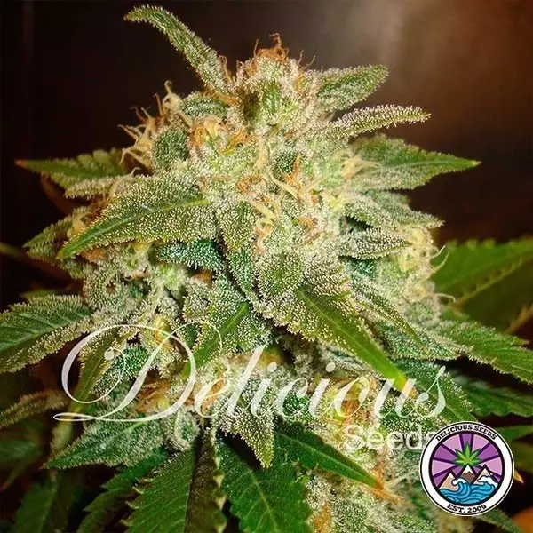 View La Bella Afrodita Auto cannabis plant